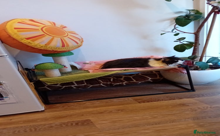 Persian cats - Advert 2