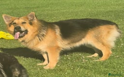 German Shepherd dogs for sale: Female german shepherd ready now - Image 10