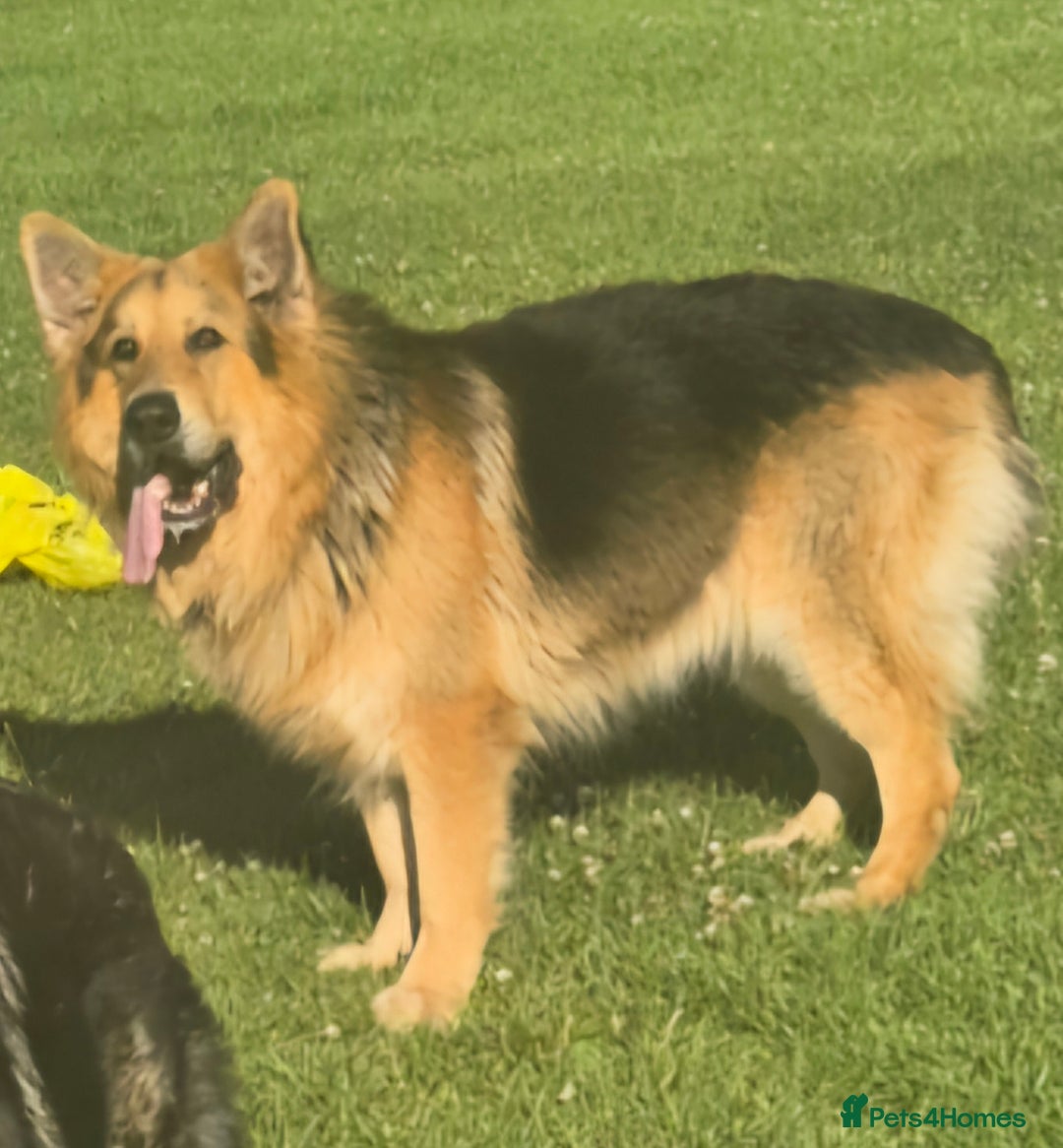 German Shepherd dogs for sale: Female german shepherd ready now - Image 10