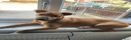 Mixed Breed dogs for sale: Beautiful boy ollie - Advert 3