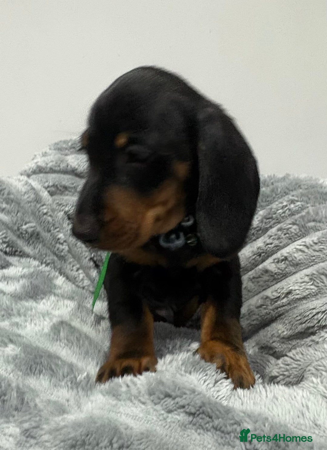 Miniature Dachshund dogs for sale: Gorgeous Miniature Dachshunds - Advert 18