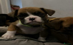 Boxer dogs for sale: Gorgeous litter of red and white boxers.  - Image 3