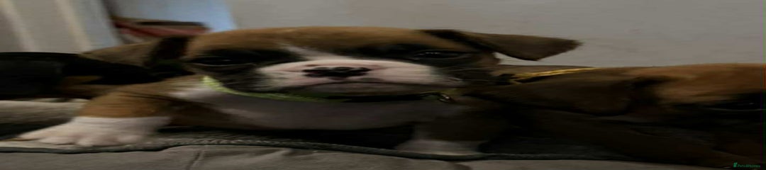 Boxer Puppy 2