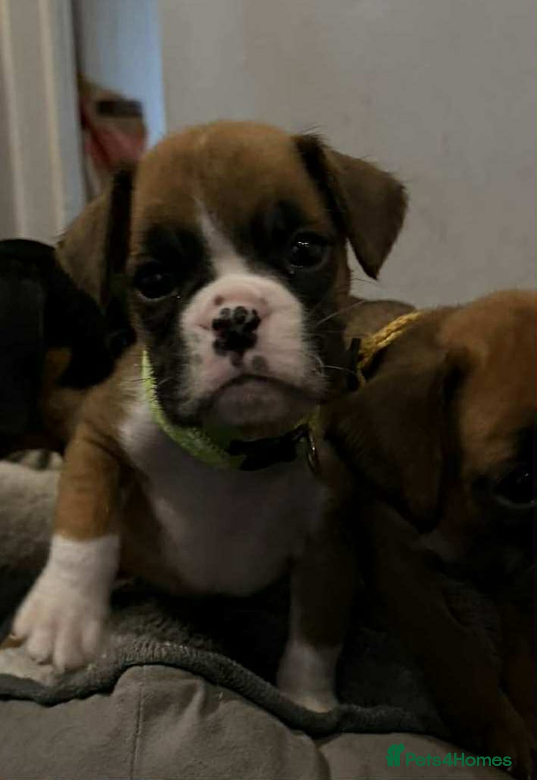 Boxer dogs for sale: Gorgeous litter of red and white boxers.  - Image 3
