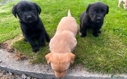 Labrador Retriever dogs for sale: Labrador Puppies  - Image 4