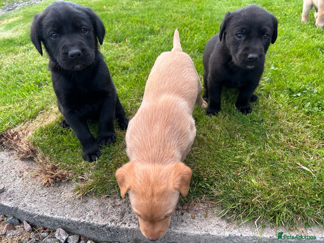 Labrador Retriever dogs for sale: Labrador Puppies  - Image 4