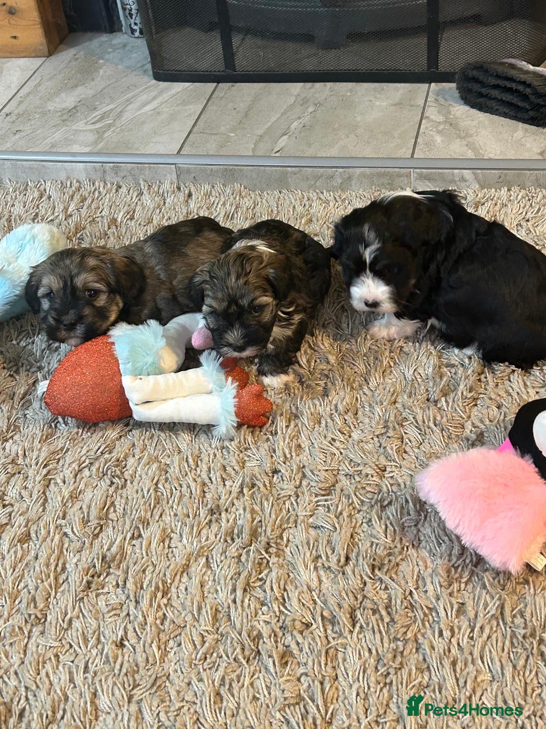 Havanese dogs for sale: KC Registered Havanese Puppies  - Advert 5
