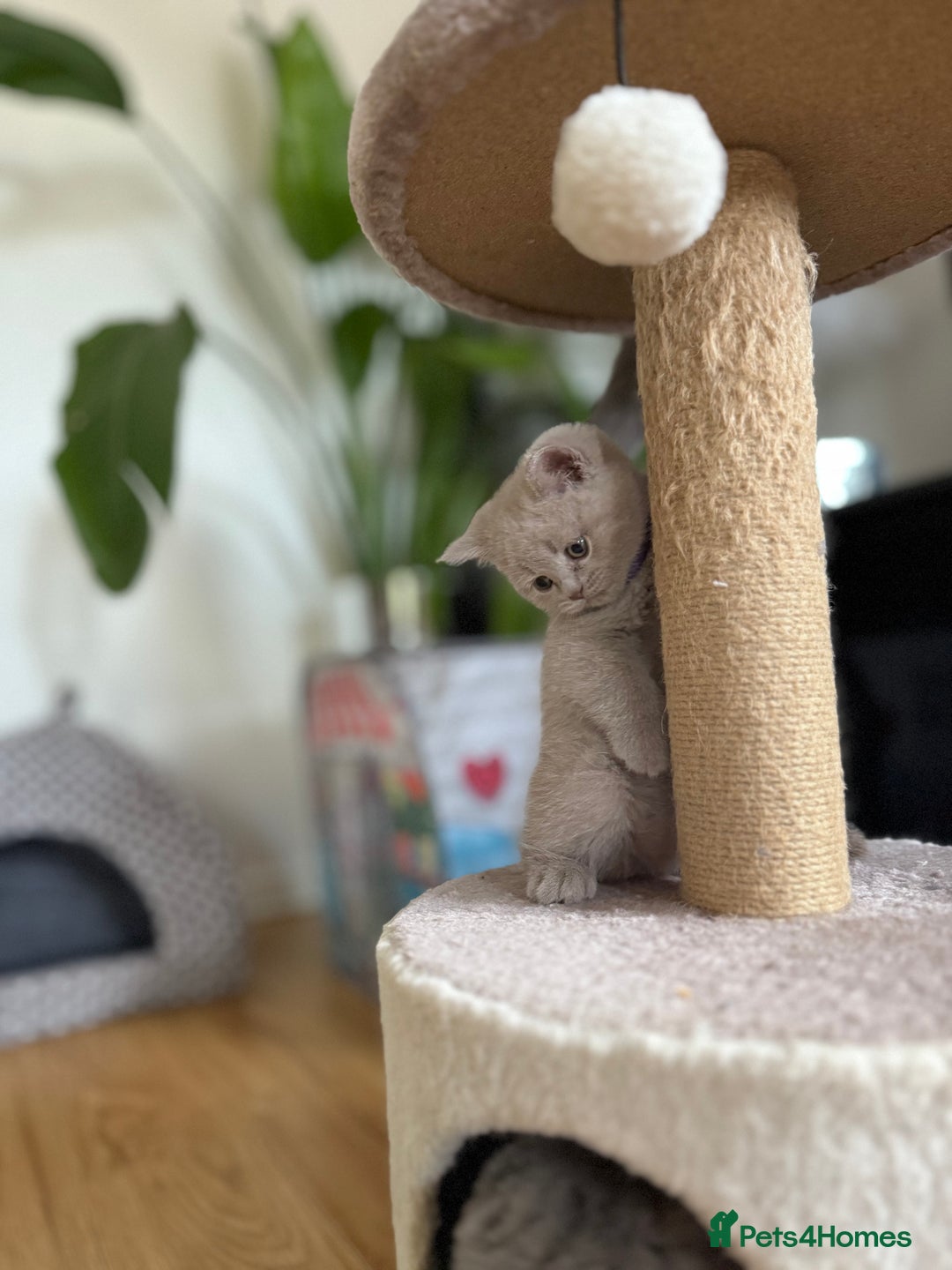 Scottish Fold cats for sale: Scottish straight - Image 17