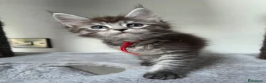 Maine Coon 4