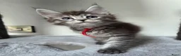 Maine Coon cats for sale: Stunning Maine Coon Kittens  - Advert 3