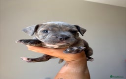 Mixed Breed dogs for sale: Staffy cross Frenchie puppies - Image 11