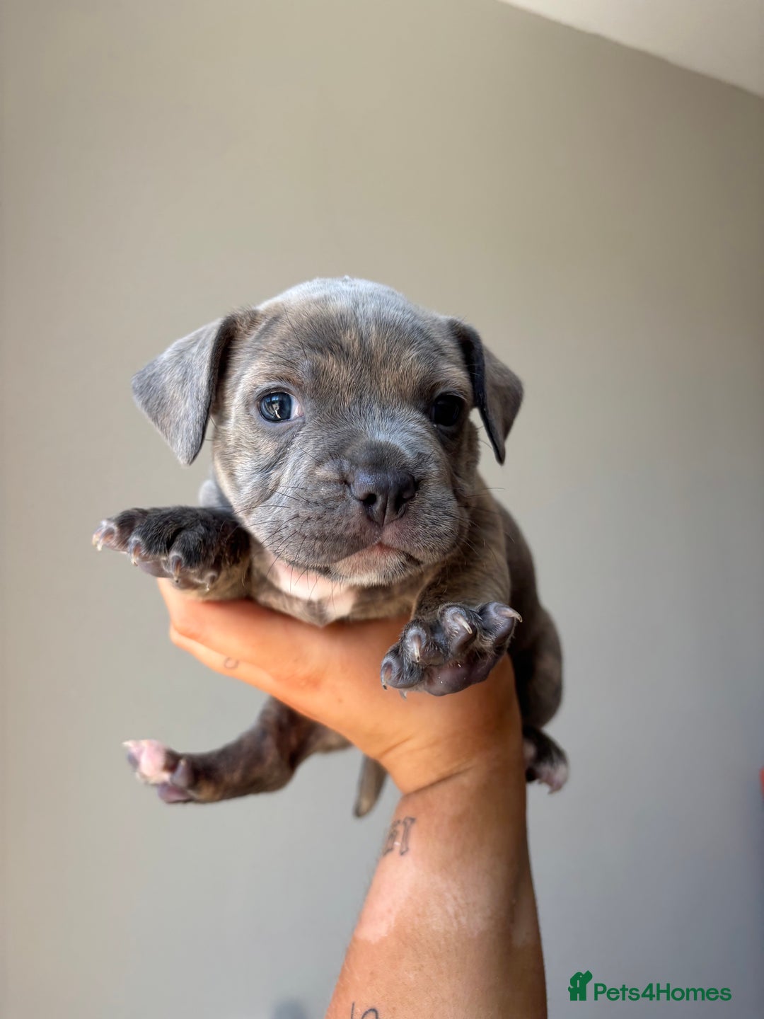 Mixed Breed dogs for sale: Staffy cross Frenchie puppies - Image 11