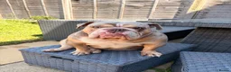 English Bulldog dogs for sale: English bulldog female ( Winnie ) in Winsford - Advert 8