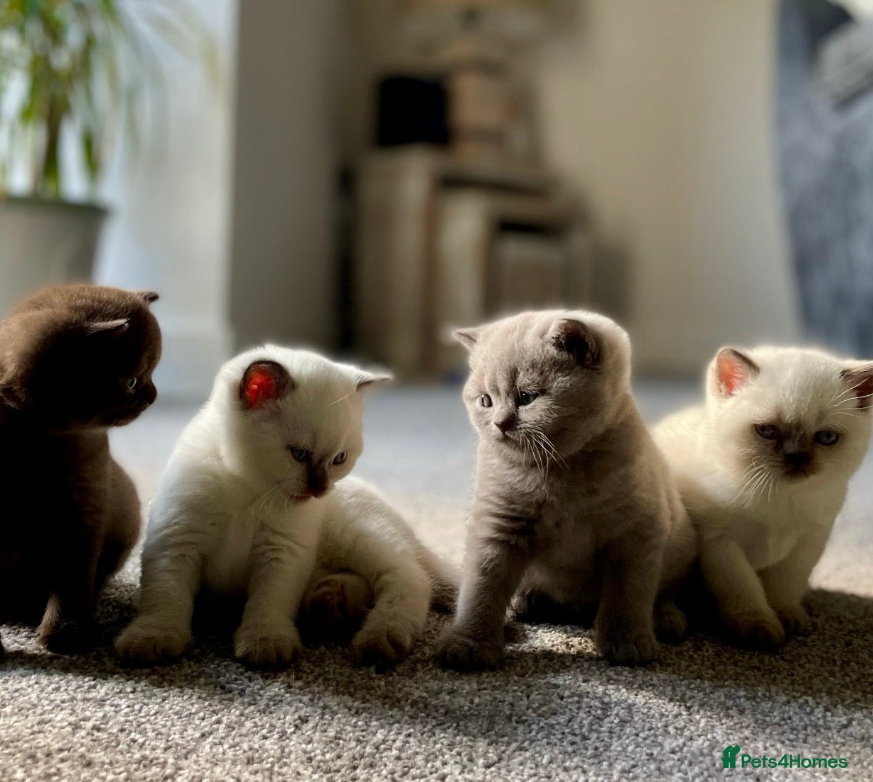 British Shorthair cats 💖Perfect BSH Babies, Champion Bloodline, Stunning - Advert 1