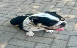 English Bulldog dogs for sale: ADULT FEMALE ENGLISH BULLDOG - Image 1