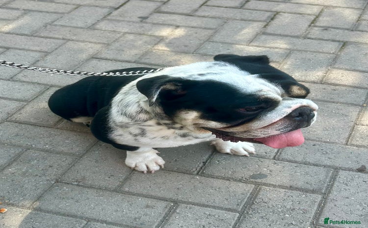 English Bulldog dogs - Advert 3