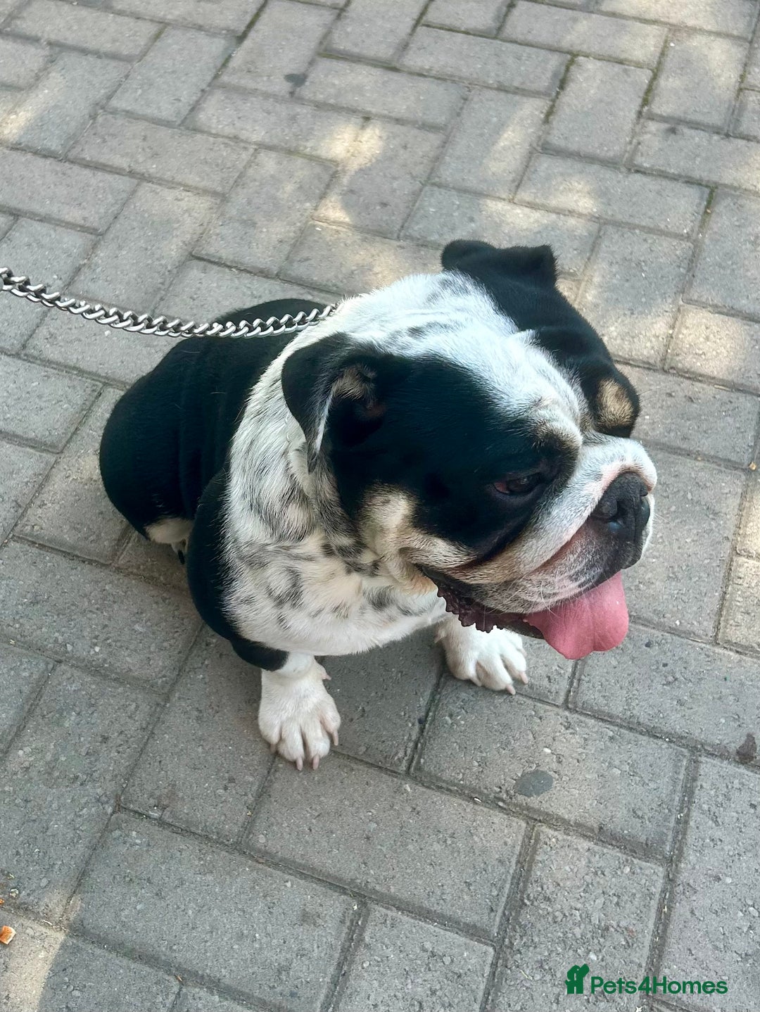 English Bulldog dogs for sale: ADULT FEMALE ENGLISH BULLDOG - Image 1