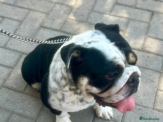 English Bulldog dogs for sale - Advert 1