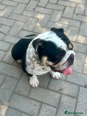 English Bulldog dogs - Advert 3