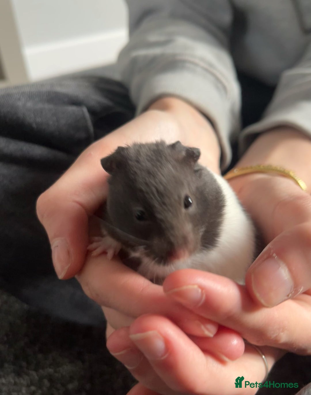Hamster rodents for sale: Male Syrian Hamster - Image 3