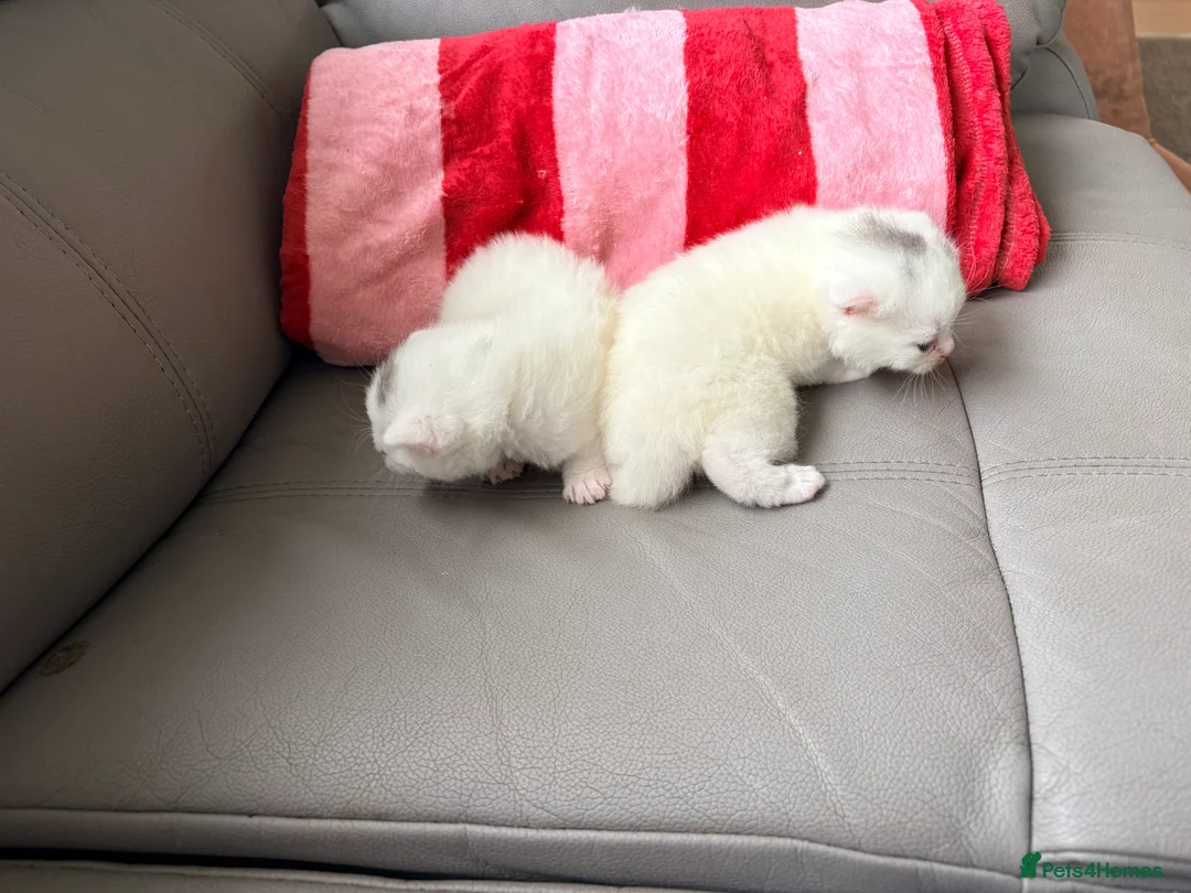 Scottish Fold cats for sale: Scottish fold kittens  - Advert 2