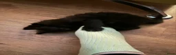 Mixed Breed cats for sale: 2 beautiful kittens left - Advert 4