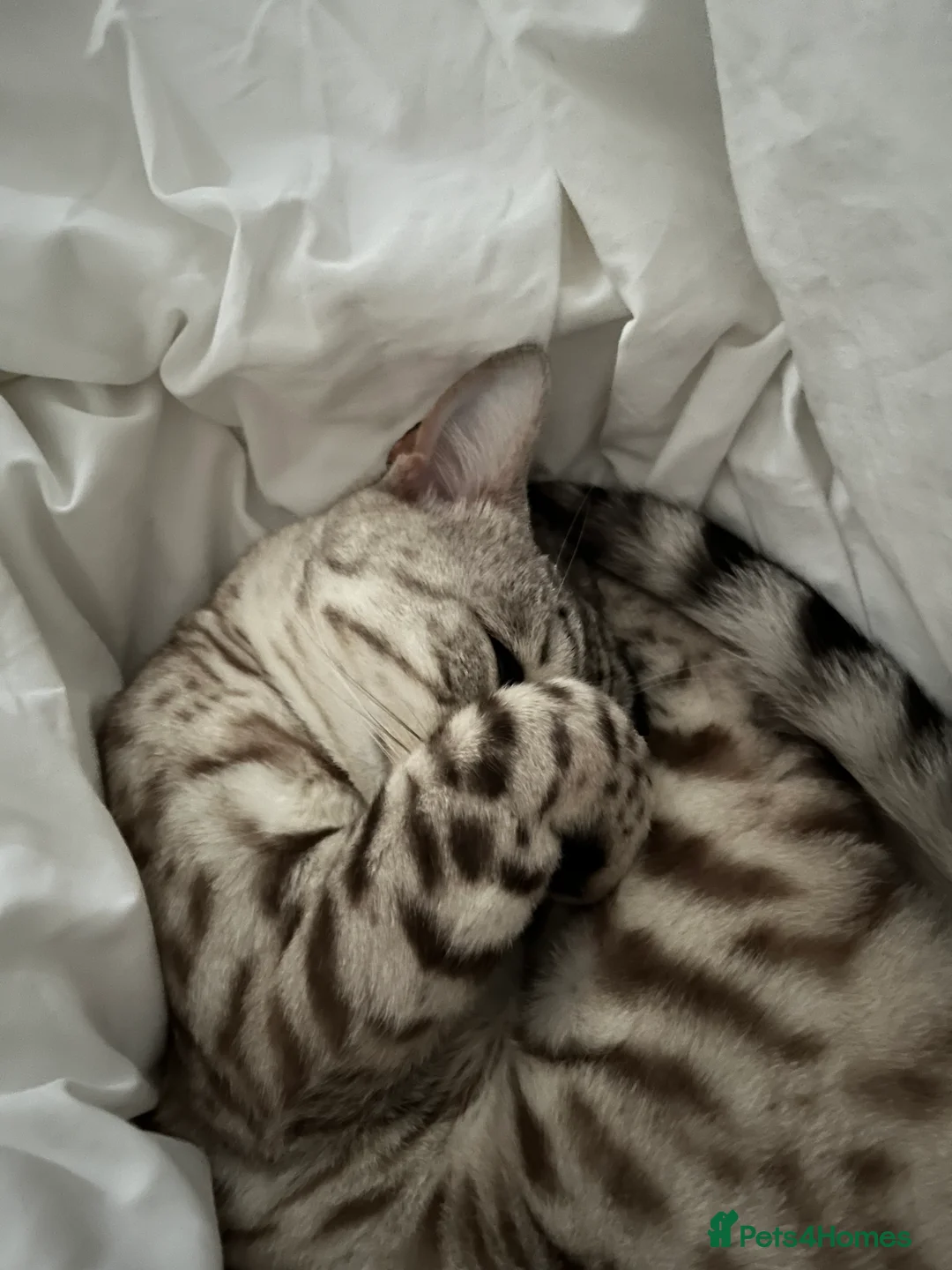 Bengal cats for sale: Beautiful Bengal Boy - Advert 10
