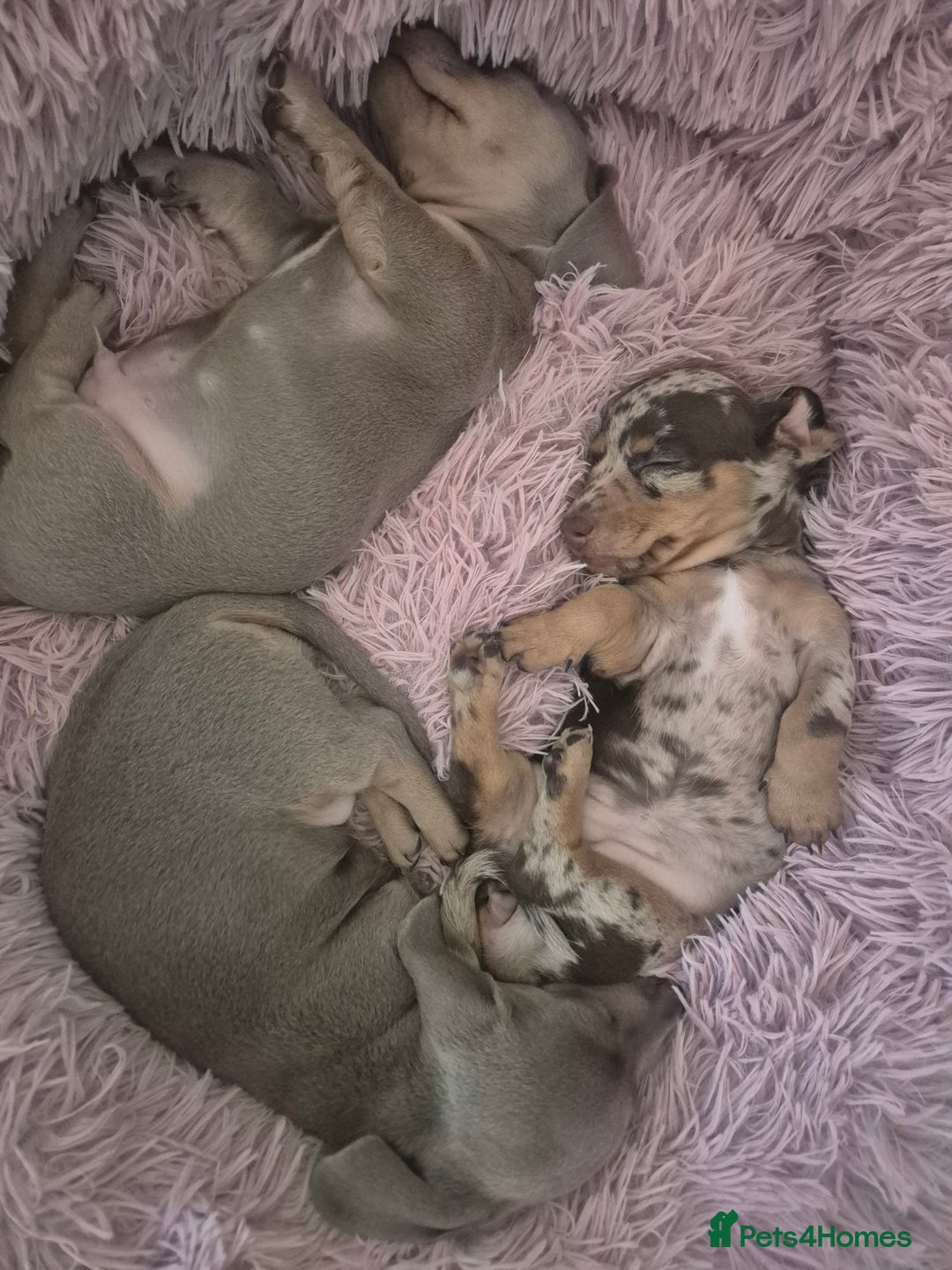 Miniature Dachshund dogs for sale: Beautiful Miniature Dachshunds  - Image 1