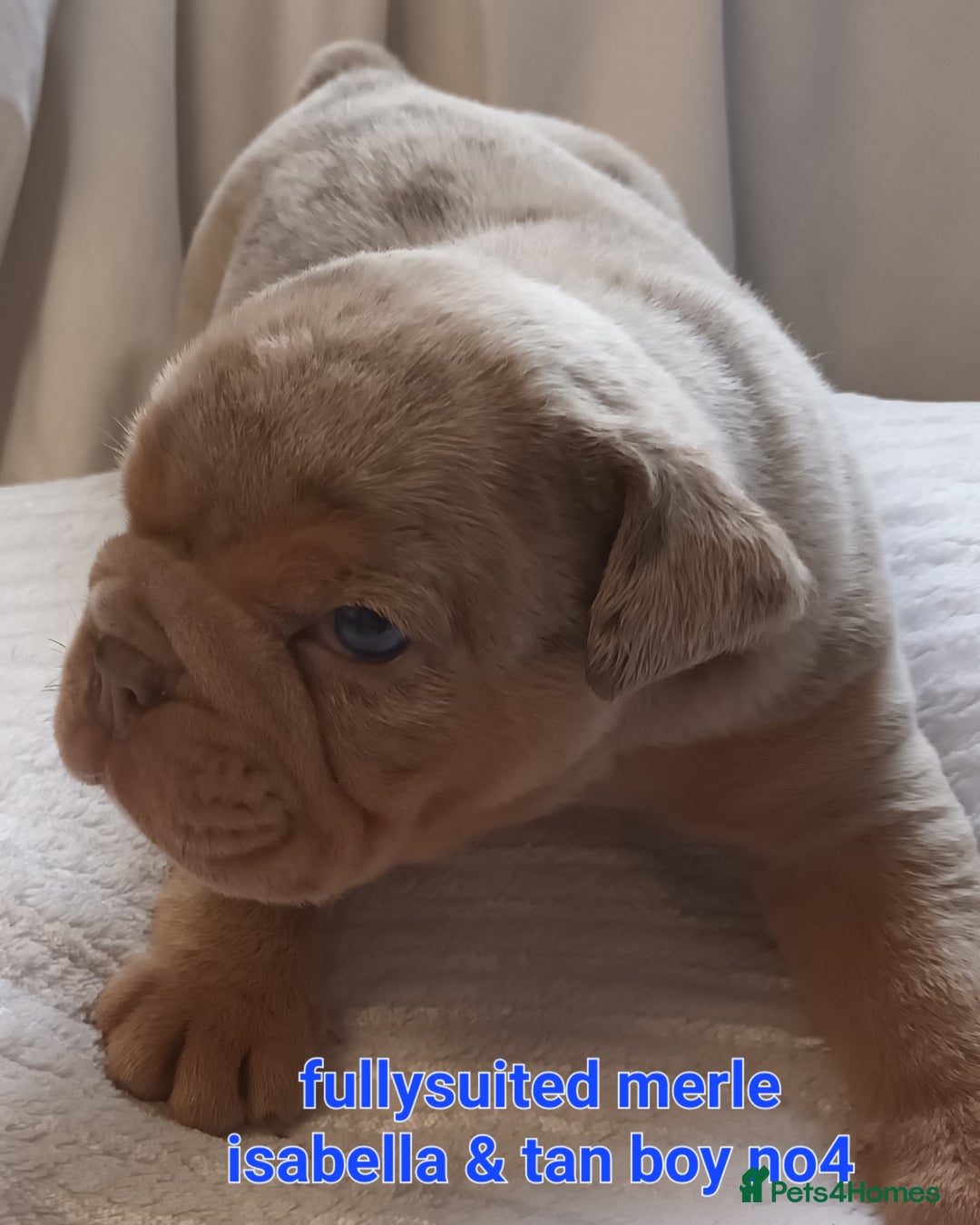 English Bulldog dogs for sale: Dwkc englìsh bulldog puppies  - Image 26