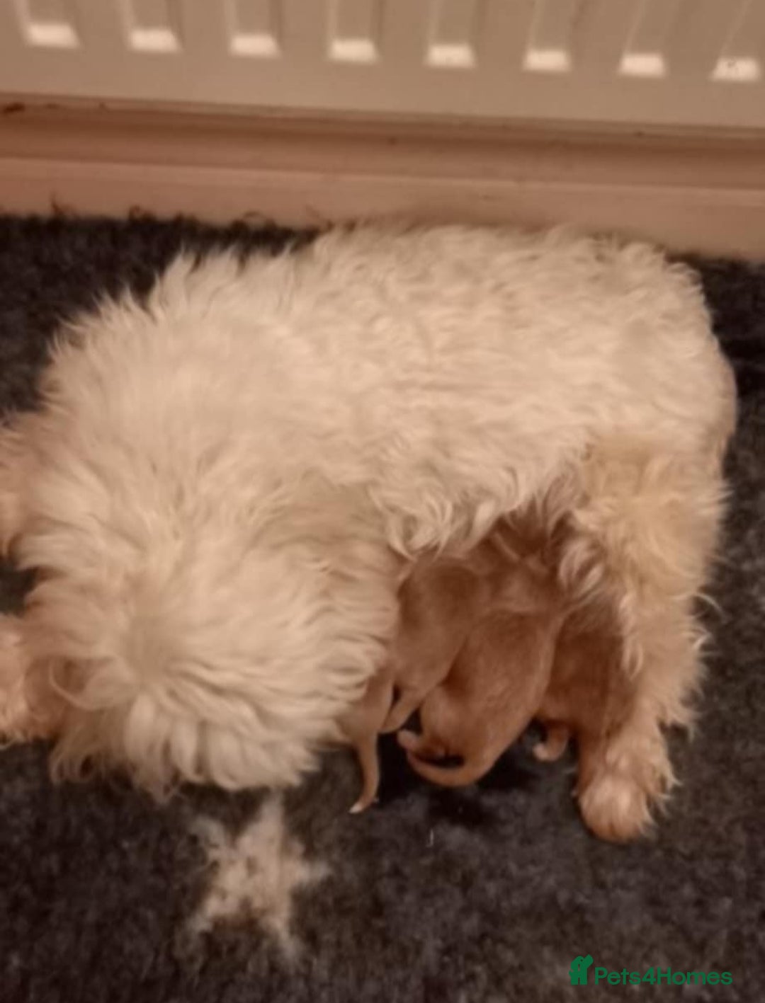 Maltipoo dogs for sale: Beautiful F1 Puppies for Sale! - Advert 2
