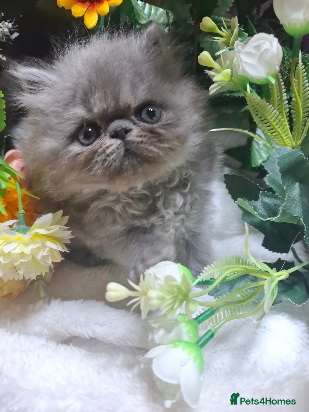 Persian cats for sale: Blue Persian kittens  - Image 11