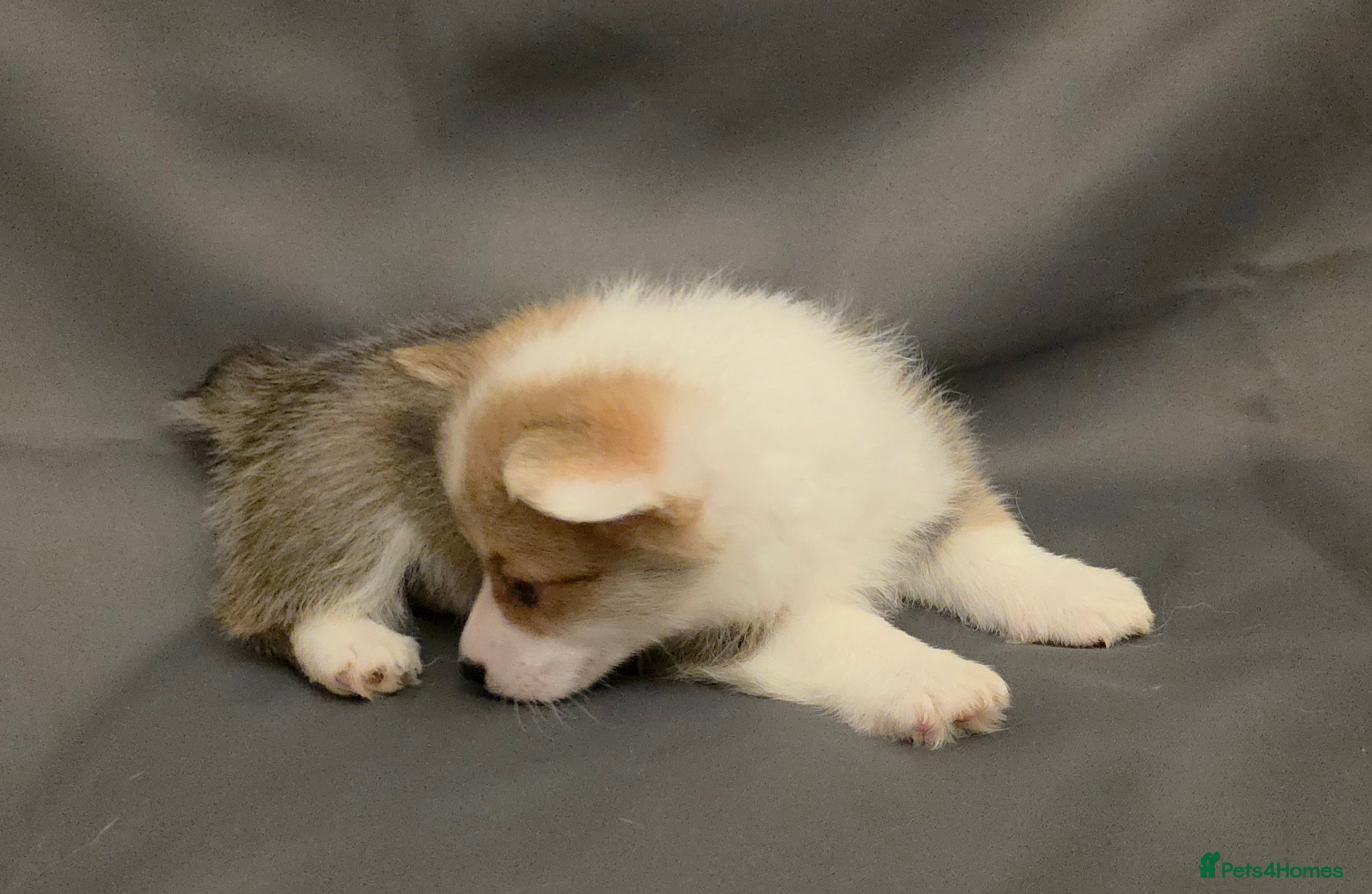 Welsh Corgi Pembroke dogs 33rd Generation KC Mixed Tail Pembroke Corgi Pups - Advert 2