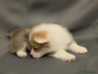 Welsh Corgi Pembroke dogs 33rd Generation KC Mixed Tail Pembroke Corgi Pups - Advert 2