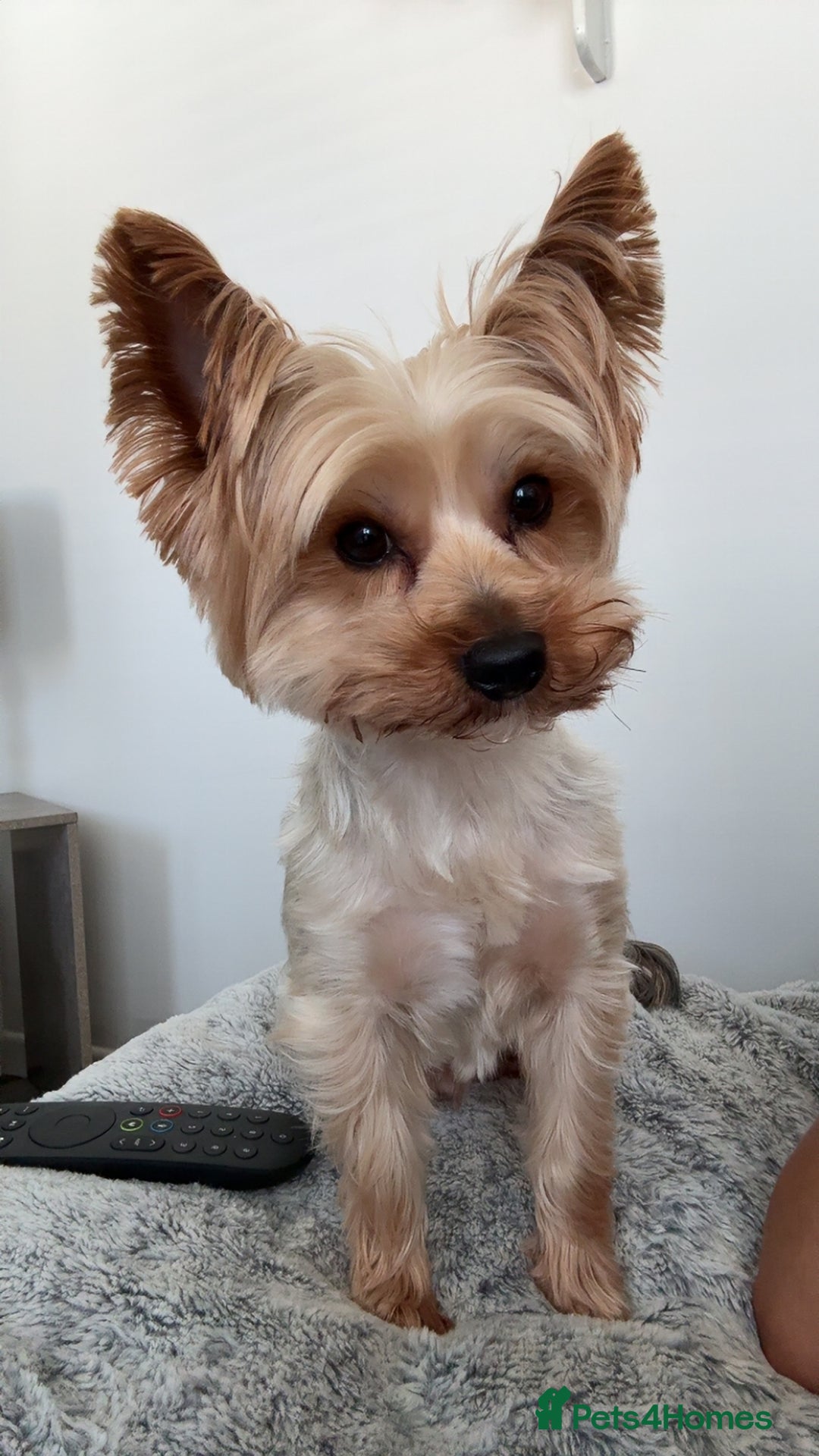 Yorkshire Terrier dogs for stud: Gorgeous Yorkshire terrier for stud  - Image 2
