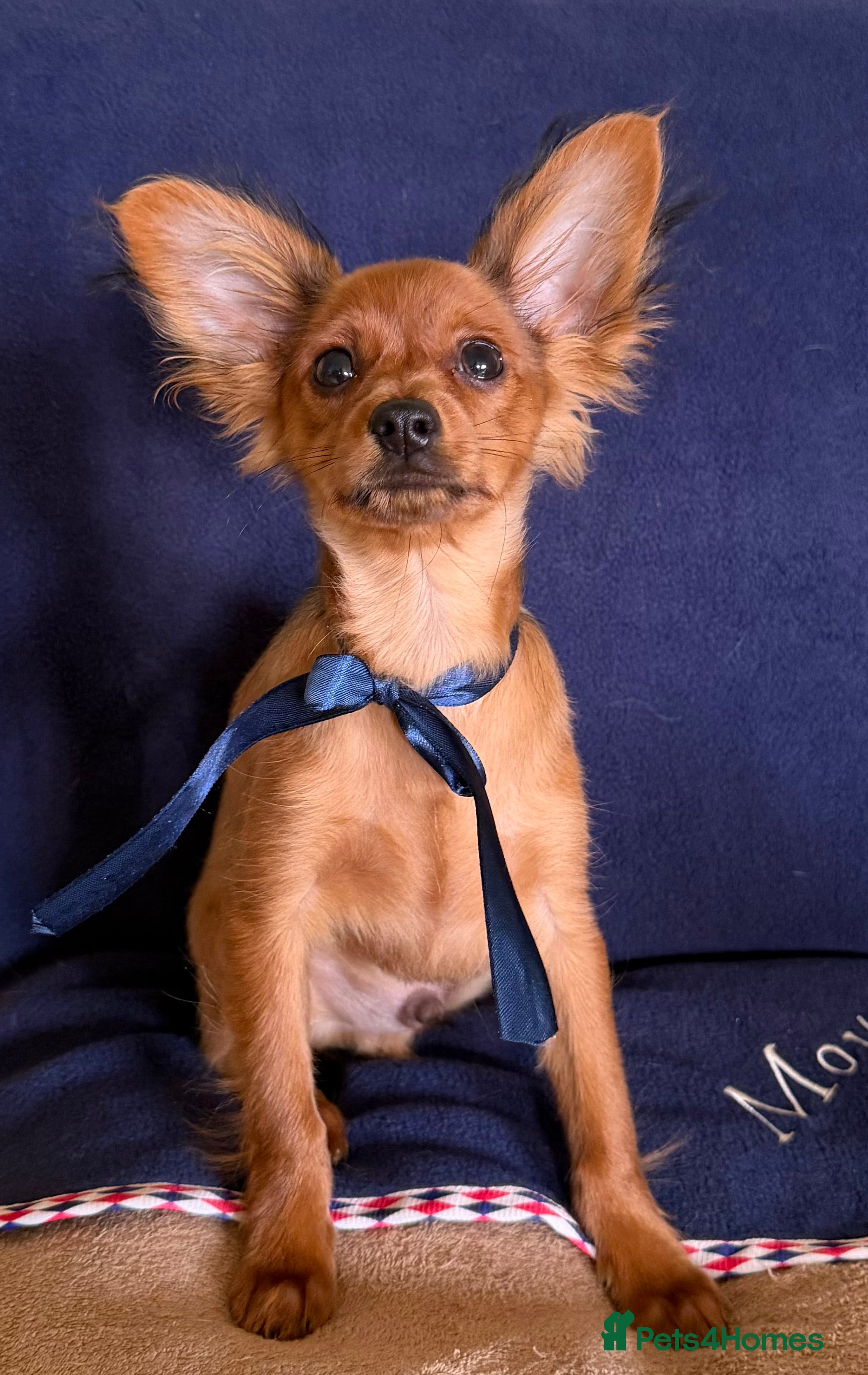 Russian Toy Terrier dogs Beautiful male Russian Toy puppy - Advert 13