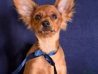 Russian Toy Terrier dogs Beautiful male Russian Toy puppy - Advert 13