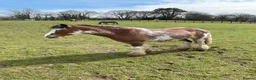 Other Breed horses for sale: 13hh-13.2hh Flashy Blagdon Cob - Advert 13