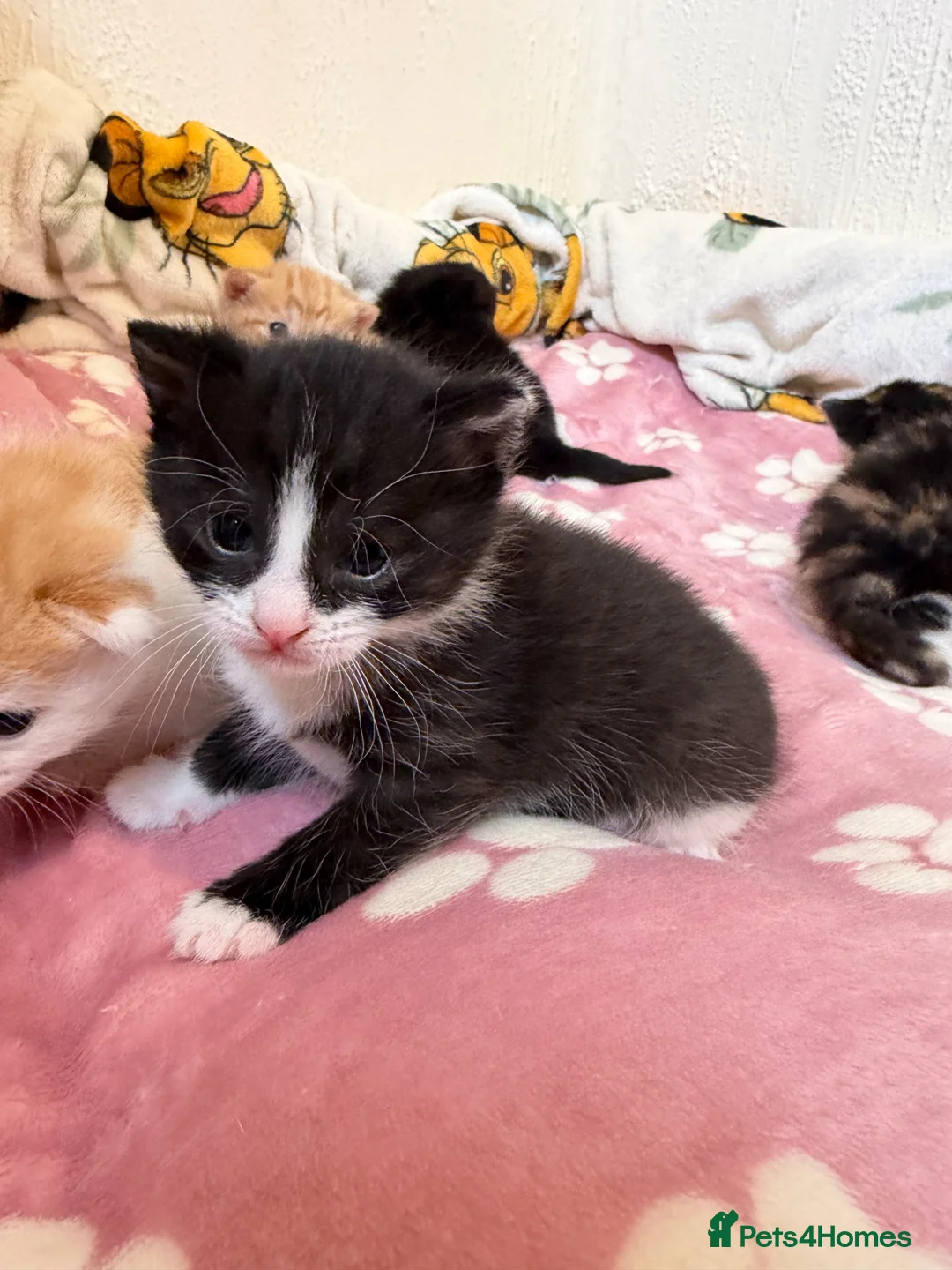 Domestic Shorthair cats for sale: Beautiful Kittens  - Advert 8