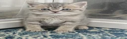 British Shorthair cats for sale: Blue Golden & Blue British Shorthair Kittens  - Advert 14