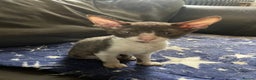Cornish Rex cats for sale: Ready now -  gccf registered Cornish Rex - Advert 2