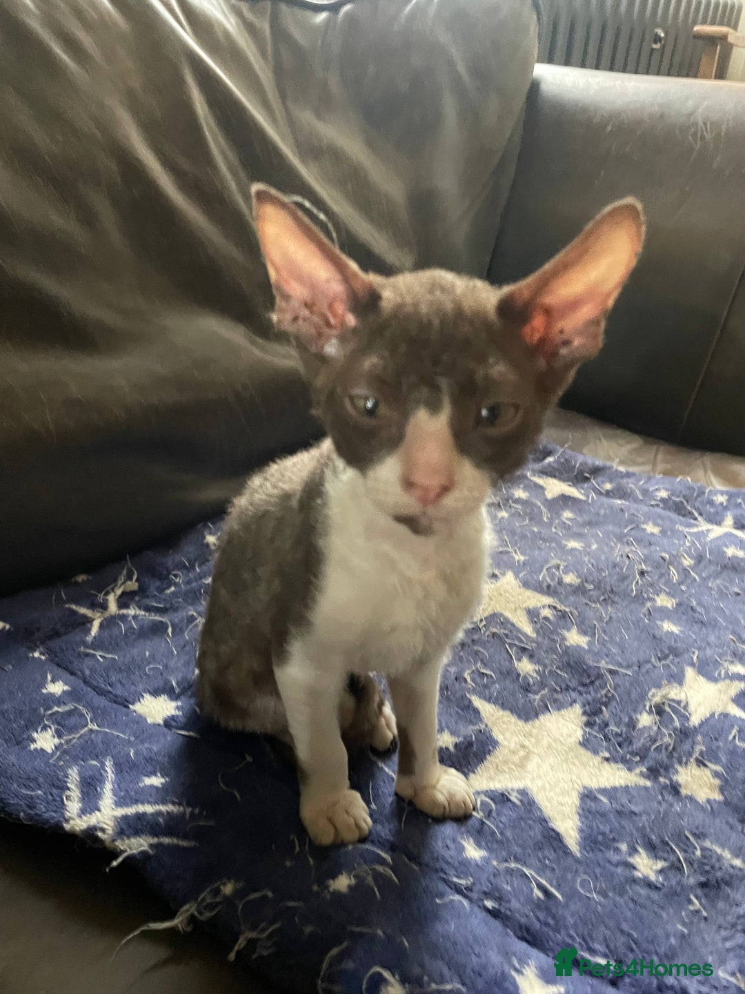 Cornish Rex cats for sale: Ready now -  gccf registered Cornish Rex - Advert 2