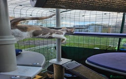 Devon Rex cats for sale: Super affectionate and friendly girl - Image 4