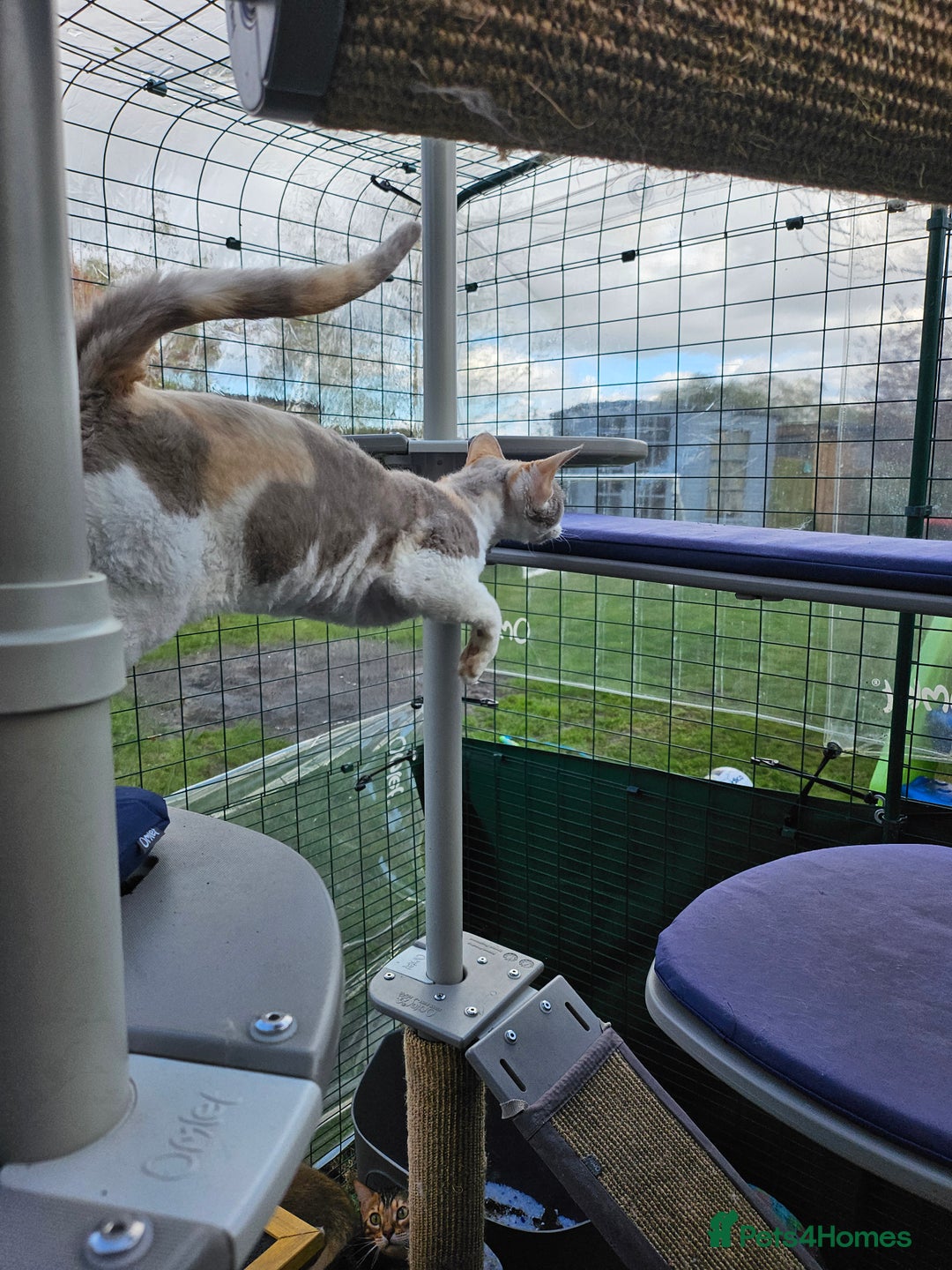 Devon Rex cats for sale: Super affectionate and friendly girl - Image 4