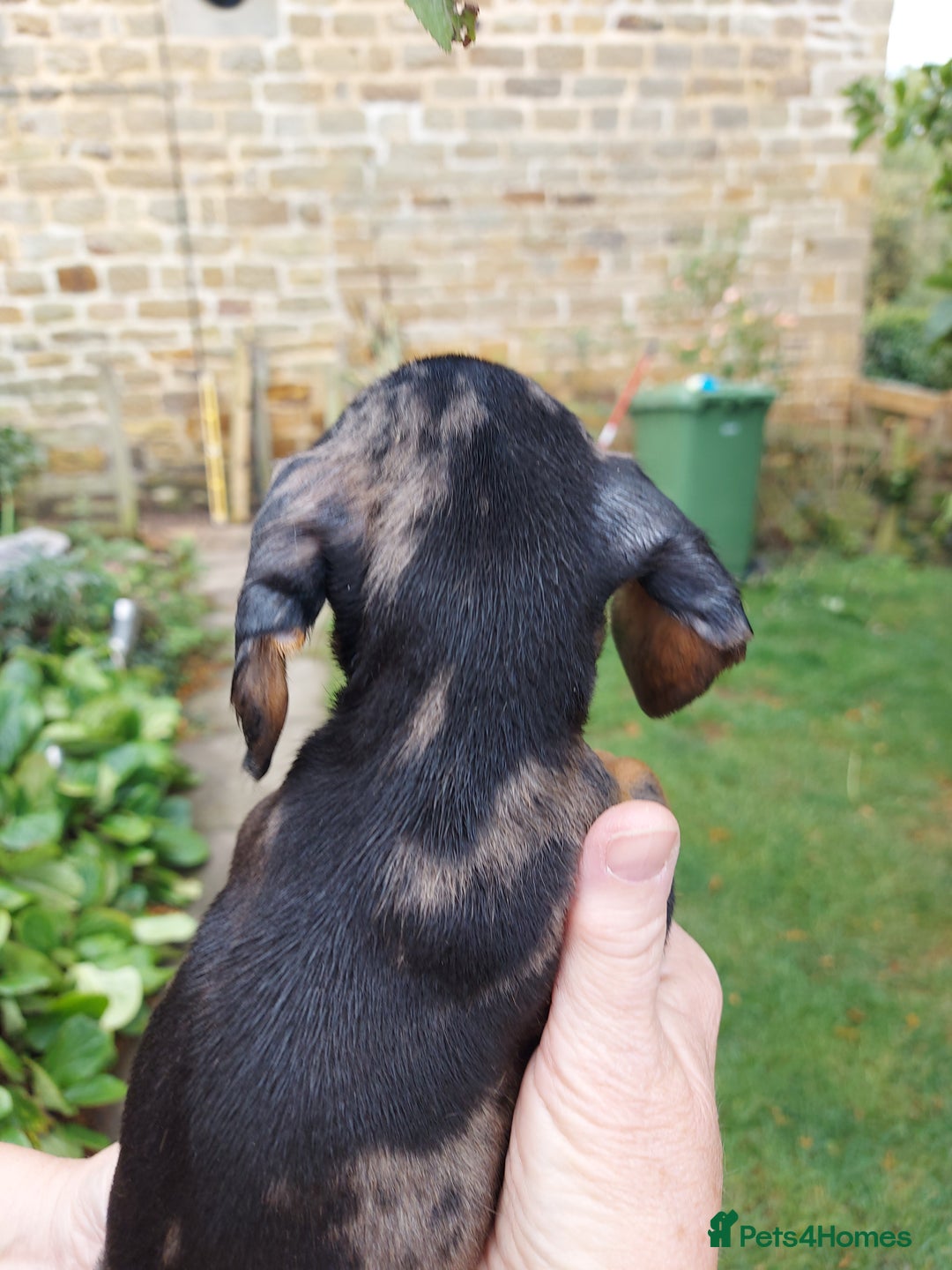 Miniature Dachshund dogs for sale: Beautiful litter of 6 true to type miniature pups. - Image 15