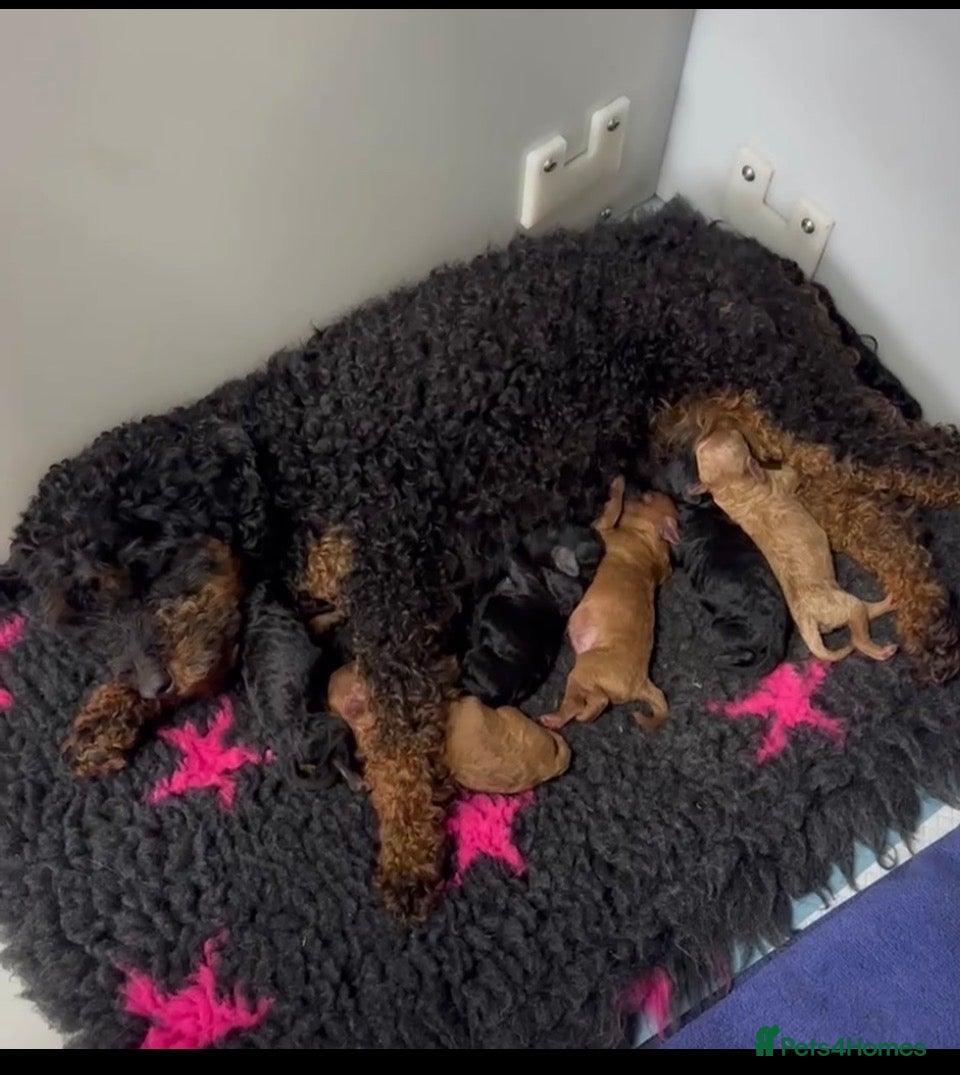 Toy Poodle dogs Tiny Toy Poodles - Advert 4