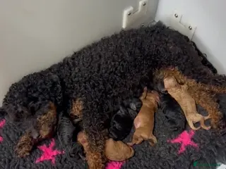 Toy Poodle dogs Tiny Toy Poodles - Advert 4