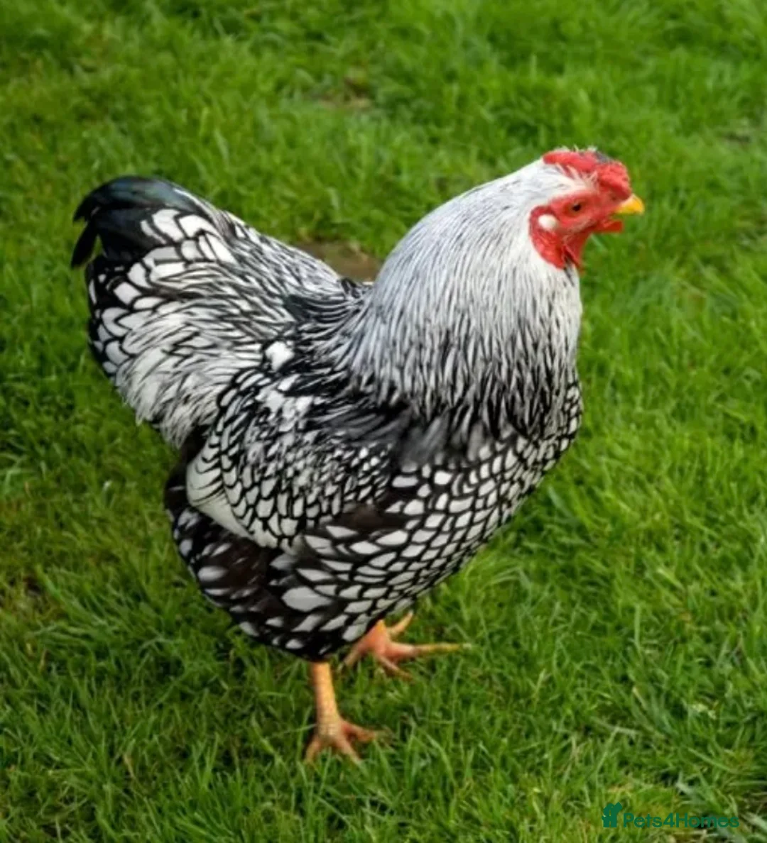 Chickens poultry for sale: Hatching eggs available in Liskeard - Advert 1