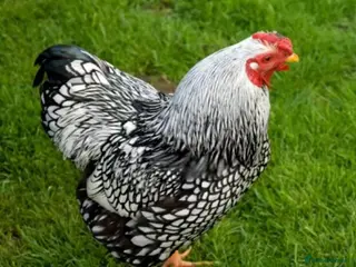 Chickens poultry Hatching eggs available - Advert 1