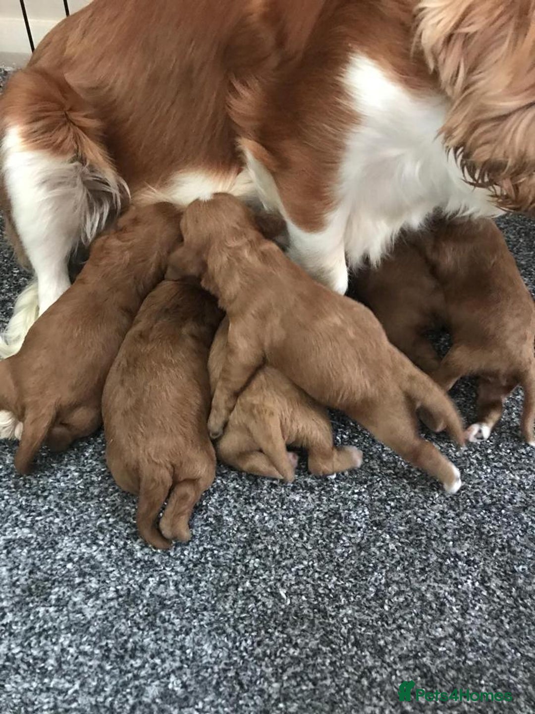 Cavapoo dogs for sale: Beautiful Cavapoos  - Image 9