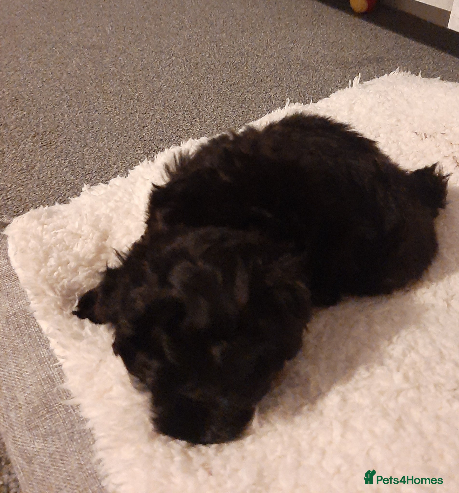 Maltese dogs Maltese hybrid puppies - Advert 7